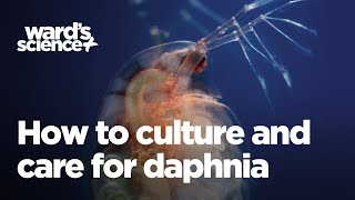 Caring and Culturing for Daphnia [upl. by Francis171]