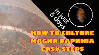 How to Culture Magna Daphnia Easily [upl. by Efal]