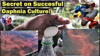 How to Culture Daphnia Successfully [upl. by Amasa806]