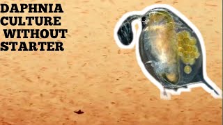 HOW TO CULTURE DAPHNIA NATURALLY WITHOUT A STARTER [upl. by Steck183]