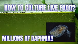 How to Culture Daphnia Secret Method to Breed MILLIONS  Simply Aquatic [upl. by Odracer]