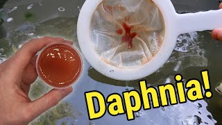 How I Culture Daphnia In Outdoor Tubs [upl. by Lannie318]