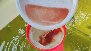 How to culture daphnia  Daphnia culture  How to grow daphnia outdoor [upl. by Taima107]