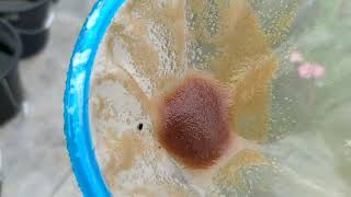 How to culture daphnia moina in a small container Part 1 English Subtitle [upl. by Marler]