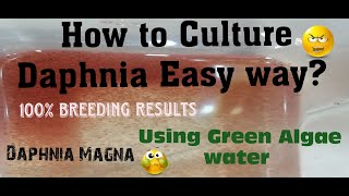 Daphnia MagnaHow to Culture Daphnia Easy wayCulturing Daphnia using Green water Daphnia [upl. by Nimesay]