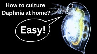 BEST Live Fish Food Beginner guide How to Culture Daphnia at home [upl. by Nnaylime483]