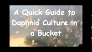 How to culture daphnia outside [upl. by Roche151]