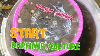 How to culture daphnia moina the easy way 1  Starting the Daphnia culture [upl. by Aihsemak]