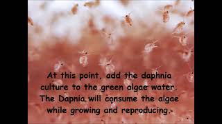 Daphnia  How to grow daphnia in your home [upl. by Aneelad]