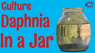 How to Culture Daphnia in a Jar [upl. by Aneehsirk]