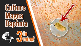 How to culture DAPHNIA MAGNA  The easy way [upl. by Teraj]