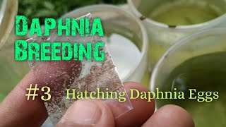 Daphnia Culture made simple and easy 3  Hatching Daphnia eggs [upl. by Alaj808]