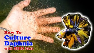 How to Culture Daphnia with ZERO Cost  Unlimited Live Food For Our Fish [upl. by Adiehsar]