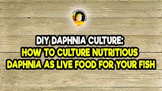 DIY Daphnia Culture How to Culture Nutritious Daphnia as Live Food for Your Fish [upl. by Wyler]