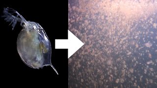 How I Culture Daphnia [upl. by Hegarty110]