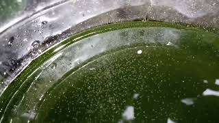 DAPHNIA MOINA CULTURE IN A SMALL BUCKET [upl. by Jala]