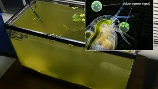 Raising Daphnia for the Freshwater Aquarium [upl. by Elwood]