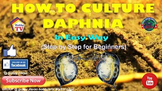 HOW TO CULTURE DAPHNIA In Easy Way [upl. by Arratahs]